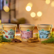 Festliches Anzucht-Set – 3 weihnachtliche Sorten
