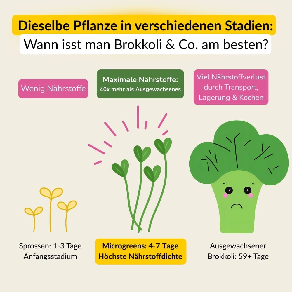Microgreens Nachfüllset, hochwertige Samen für gesunde Sprossen