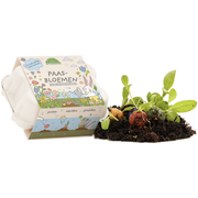 Bunte Blumenkugeln im Eierkarton, 6 Stück, farbenfroh und dekorativ