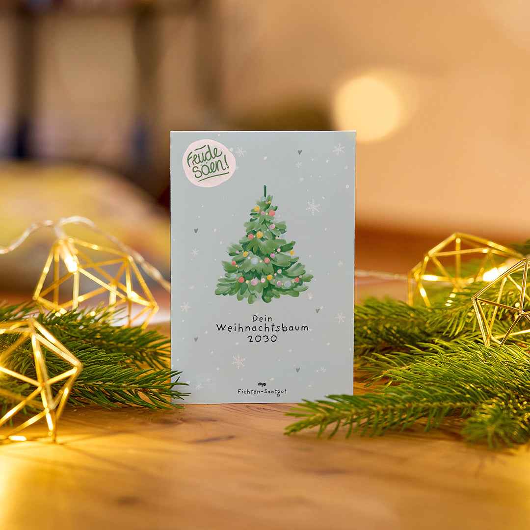 Fichten-Saatgut "Weihnachtsbaum 2030"