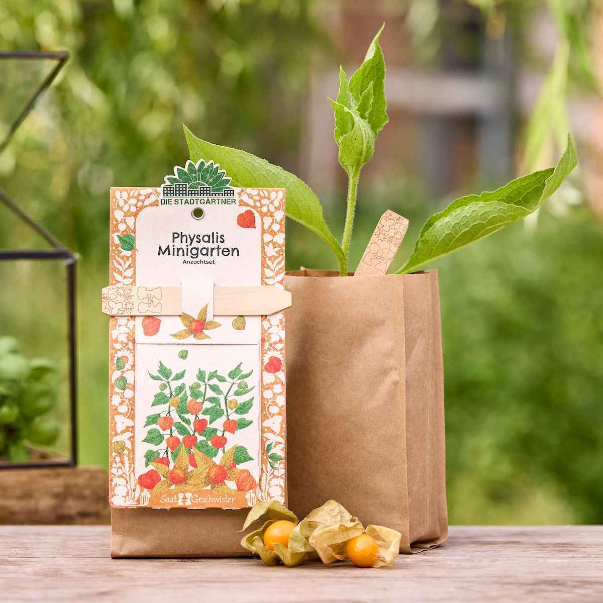 Anzuchtset – Minigarten BIO-Physalis