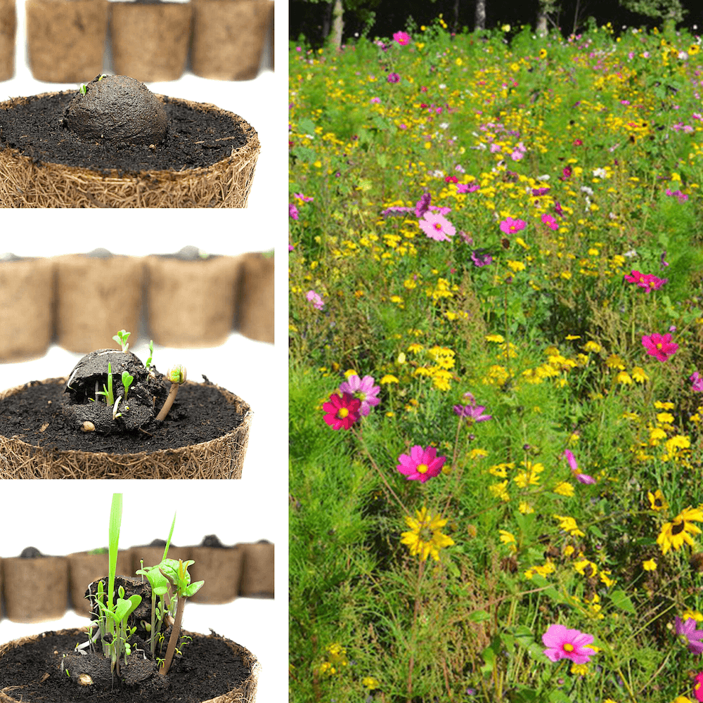 Wildblumen-Samenbomben unverpackt 2-3 cm mehrfarbig zum Selberverpacken
