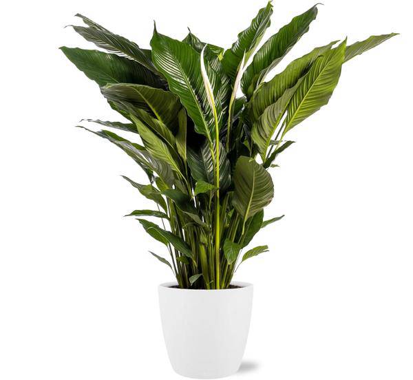 Spathiphyllum Sweet Sebastiano Einblatt – Zimmerpflanze Ø24cm – ca. 110cm hoch – Mit Topf Brüssel Weiß Ø25x23cm – Elegante Friedenslilie – Für hellen bis halbschattigen Standort - Bild 1