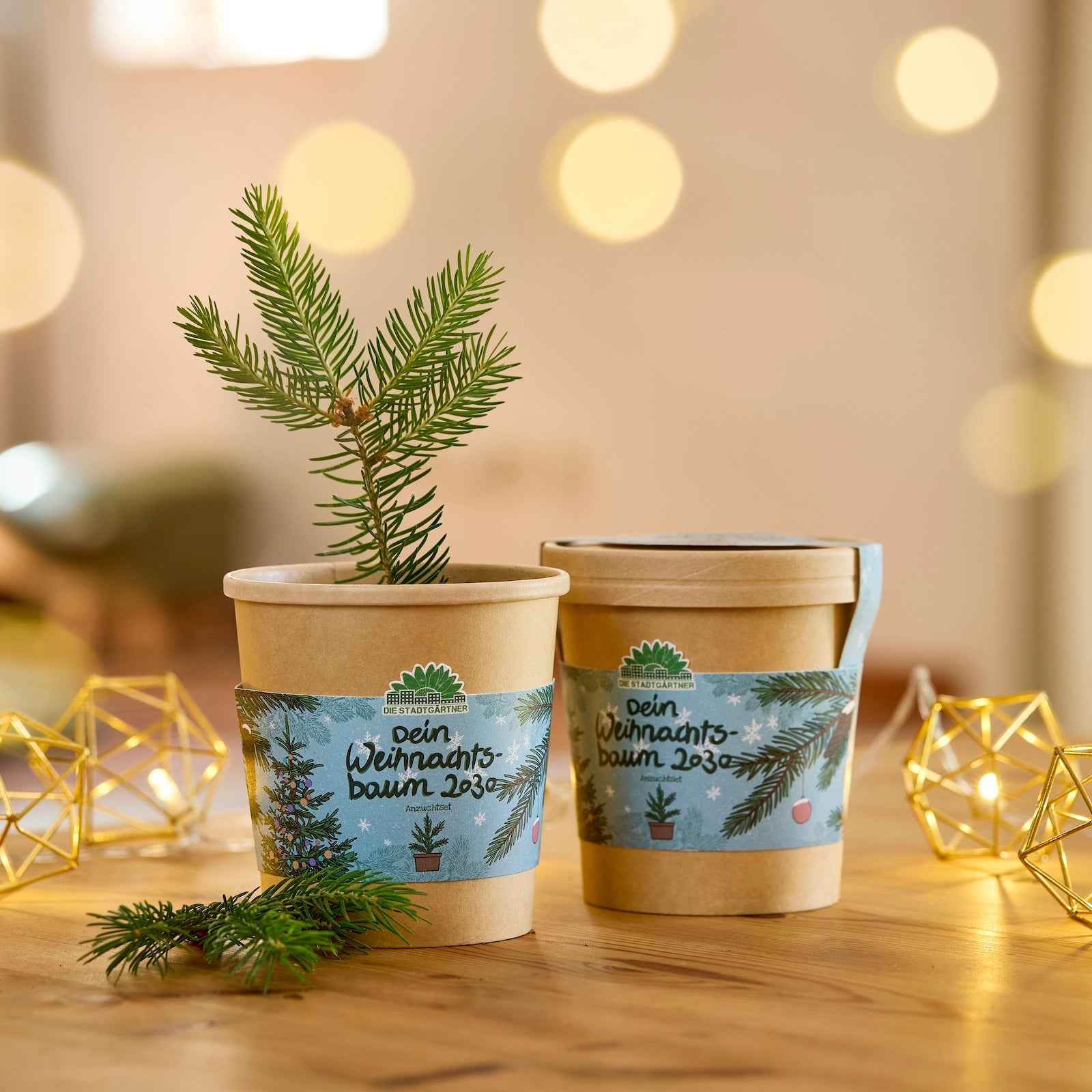 Festliches Anzucht-Set – 3 weihnachtliche Sorten